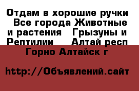 Отдам в хорошие ручки - Все города Животные и растения » Грызуны и Рептилии   . Алтай респ.,Горно-Алтайск г.